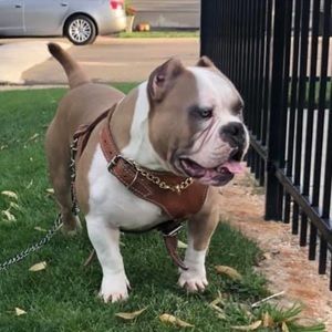 Meet your Posher, Mario